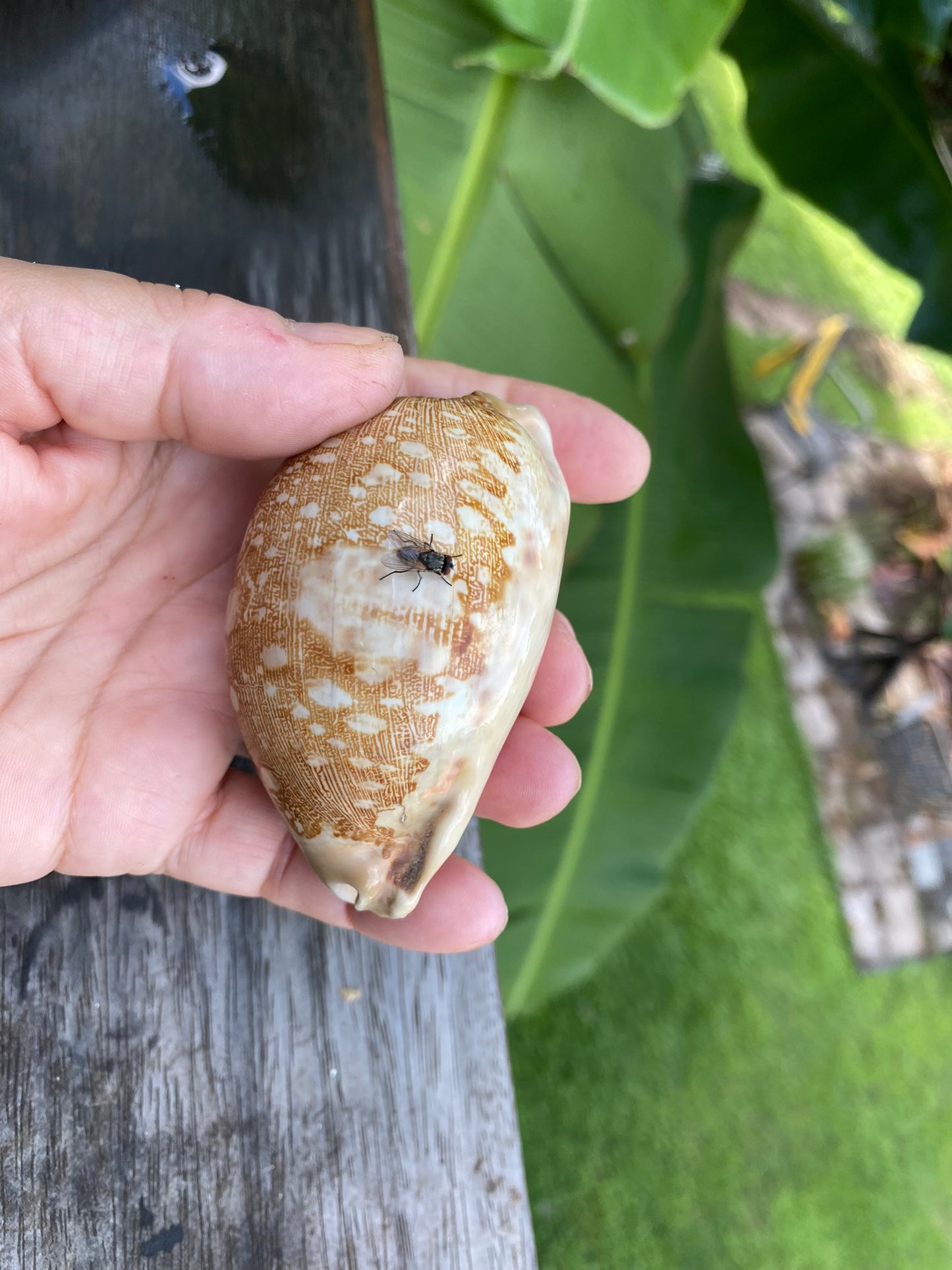 Cypraea Mappa -Cowrie Shell