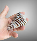 Ornament Conus leopardus & Conus marmoreus~ Cone Shell or Leopard Cone & Marble Cone