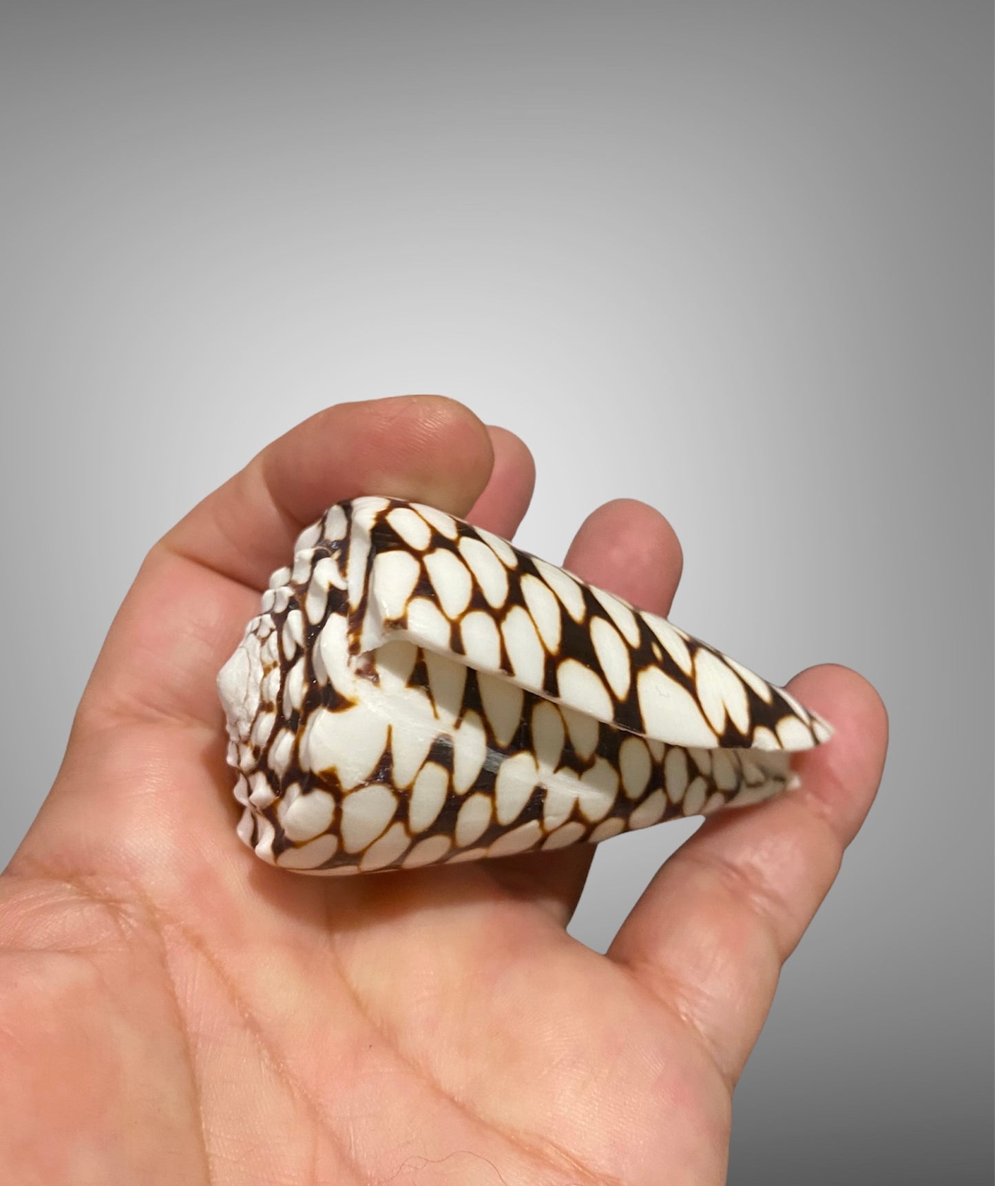 Ornament Conus leopardus & Conus marmoreus~ Cone Shell or Leopard Cone & Marble Cone