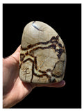 Natural Septarian Nodule Dragon Stone