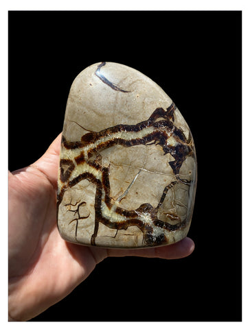 Natural Septarian Nodule Dragon Stone