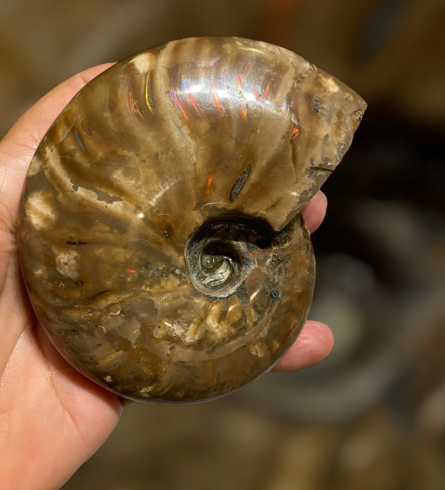 Nice Agatized 330g Cleoniceras sp Lower Cretaceous Ammonite Madagascar
