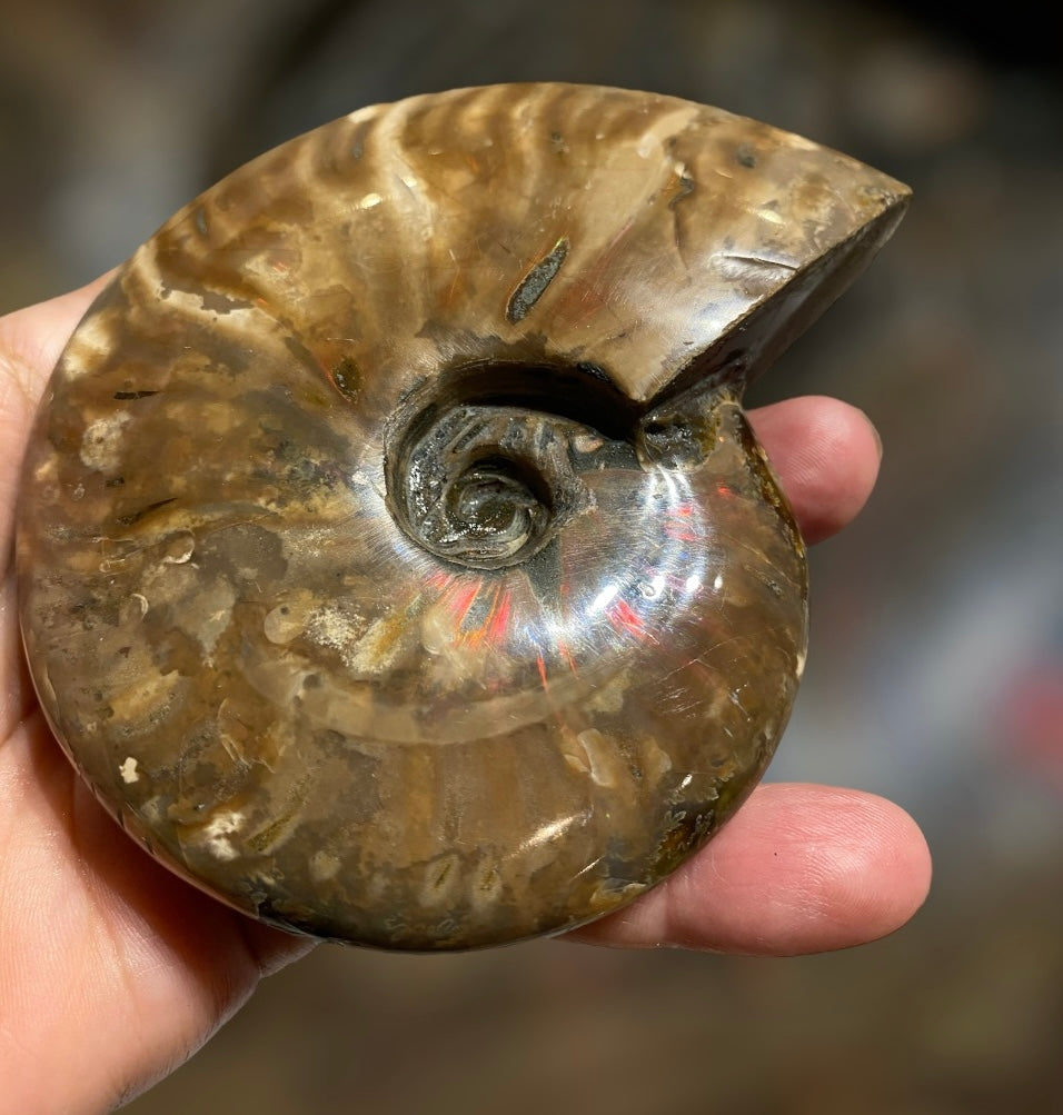 Nice Agatized 330g Cleoniceras sp Lower Cretaceous Ammonite Madagascar