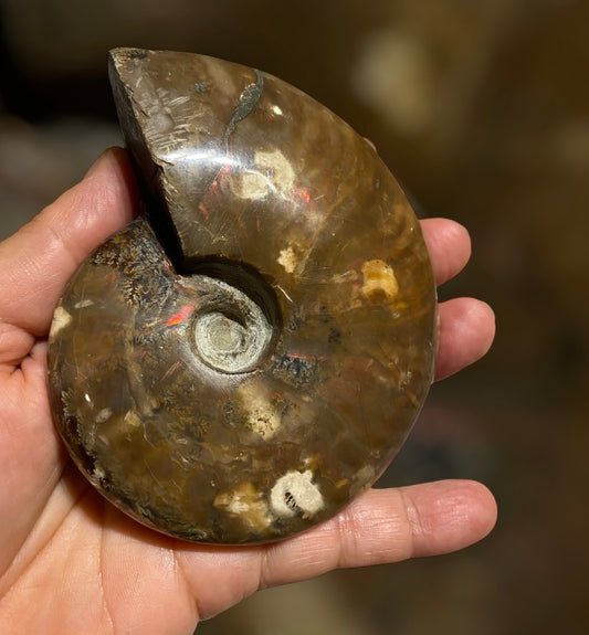 Nice Agatized 330g Cleoniceras sp Lower Cretaceous Ammonite Madagascar