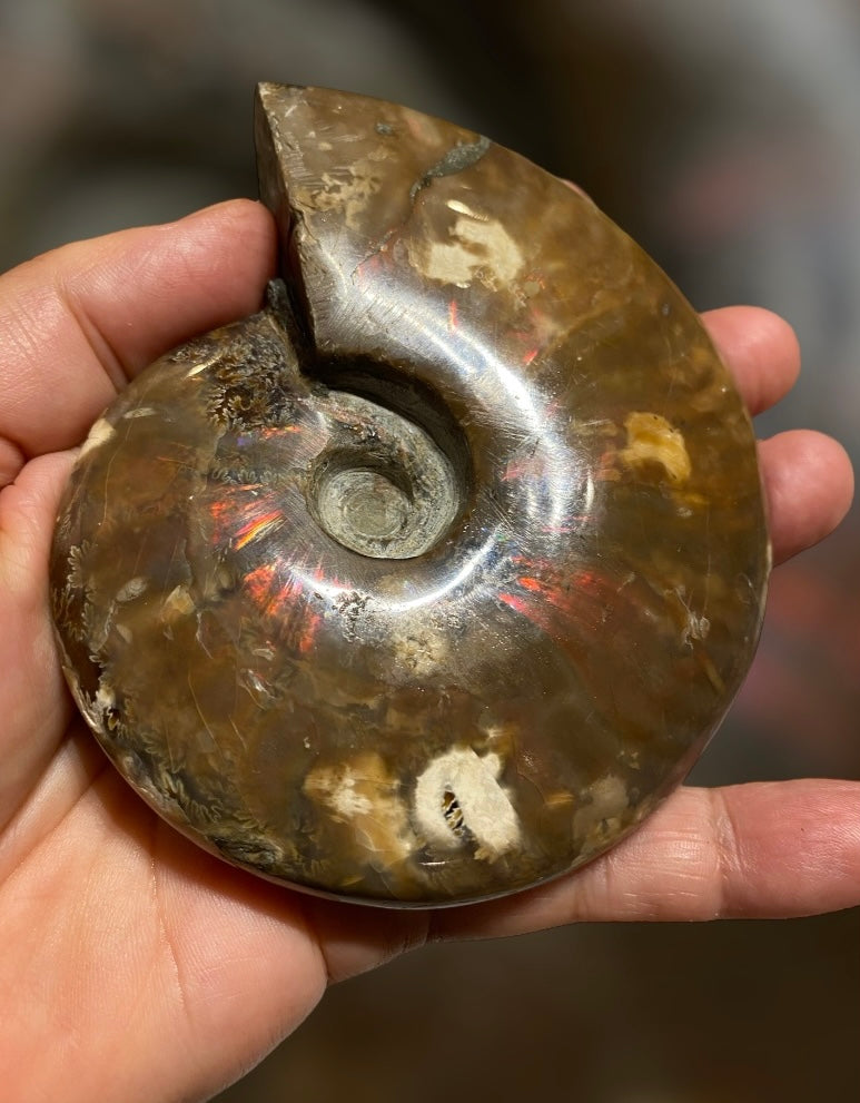 Nice Agatized 330g Cleoniceras sp Lower Cretaceous Ammonite Madagascar