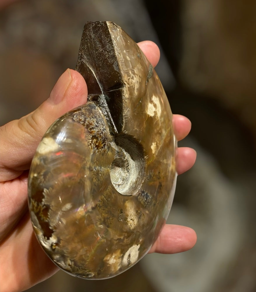 Nice Agatized 330g Cleoniceras sp Lower Cretaceous Ammonite Madagascar