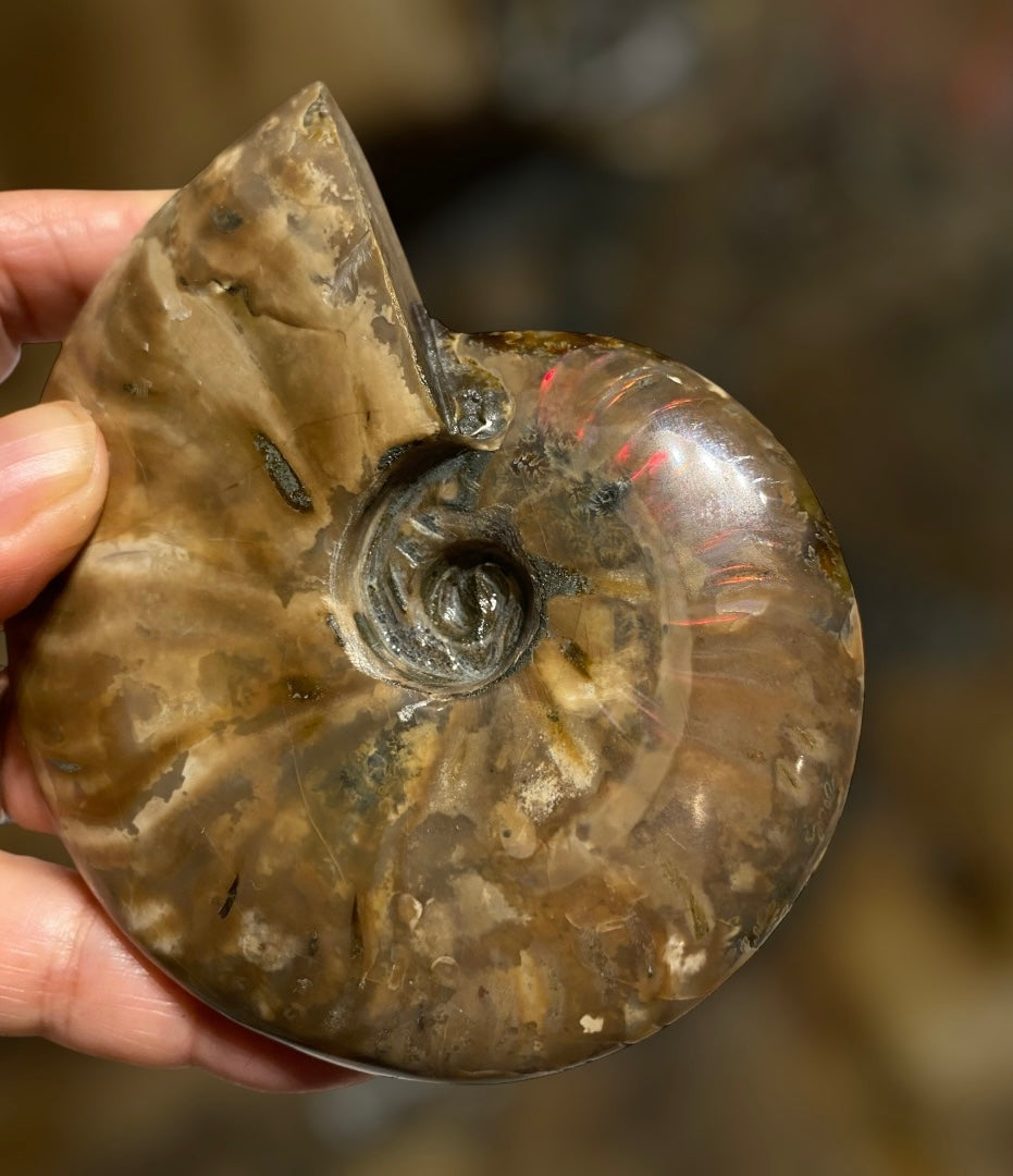 Nice Agatized 330g Cleoniceras sp Lower Cretaceous Ammonite Madagascar
