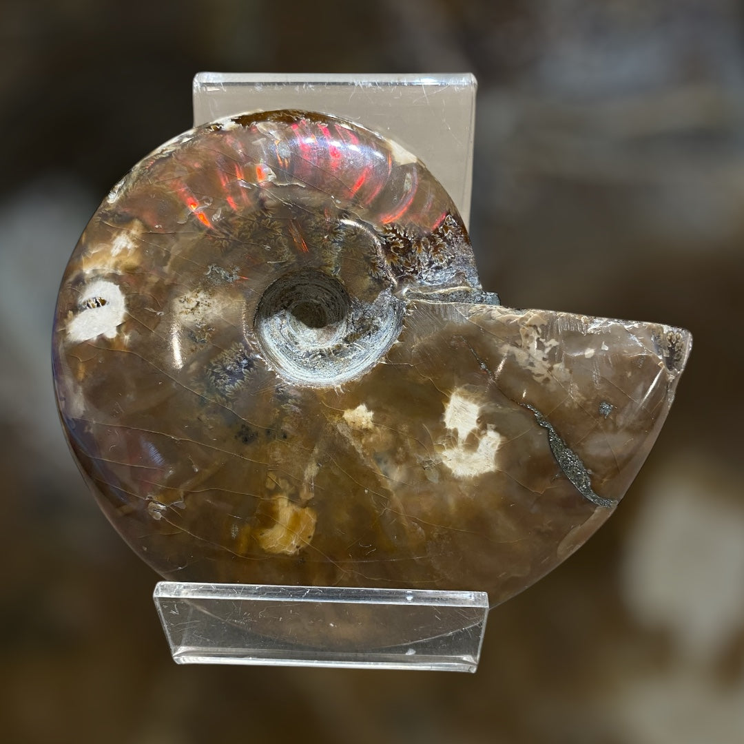 Nice Agatized 330g Cleoniceras sp Lower Cretaceous Ammonite Madagascar