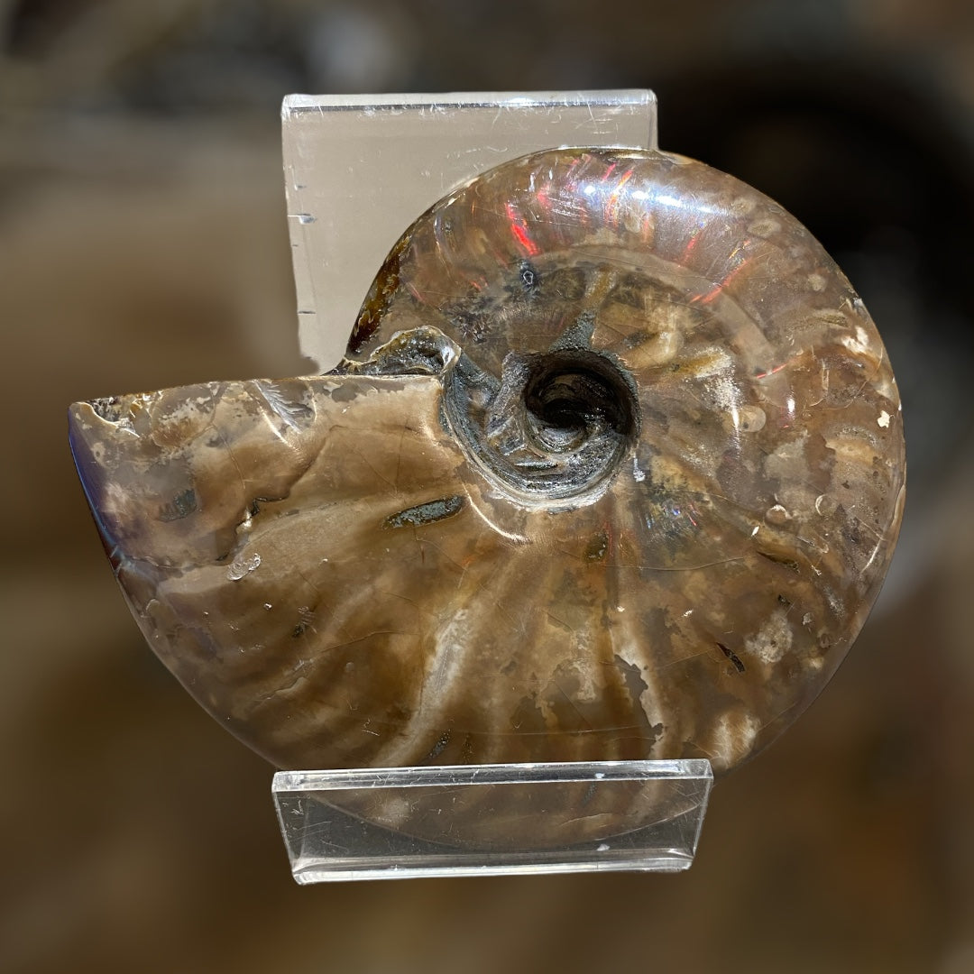 Nice Agatized 330g Cleoniceras sp Lower Cretaceous Ammonite Madagascar