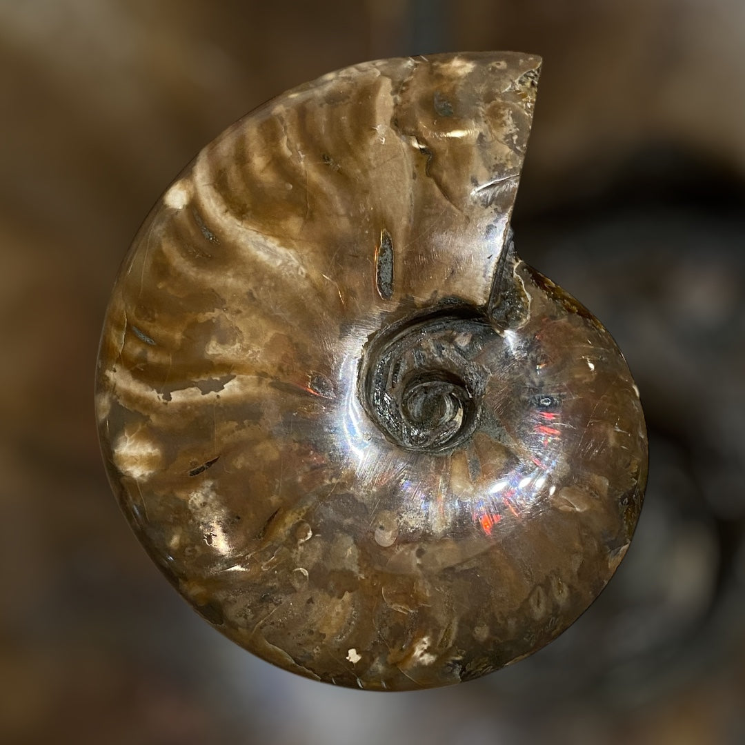 Nice Agatized 330g Cleoniceras sp Lower Cretaceous Ammonite Madagascar