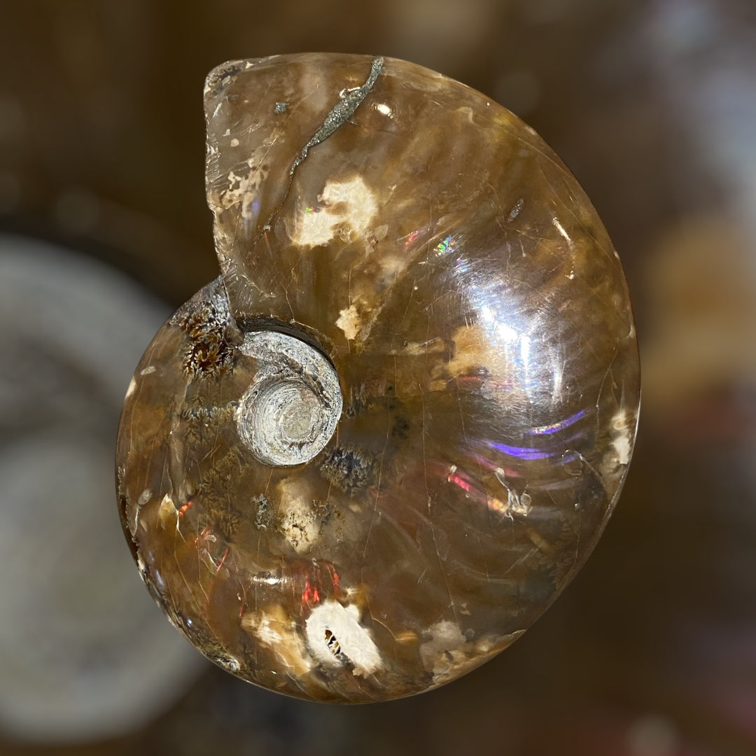 Nice Agatized 330g Cleoniceras sp Lower Cretaceous Ammonite Madagascar