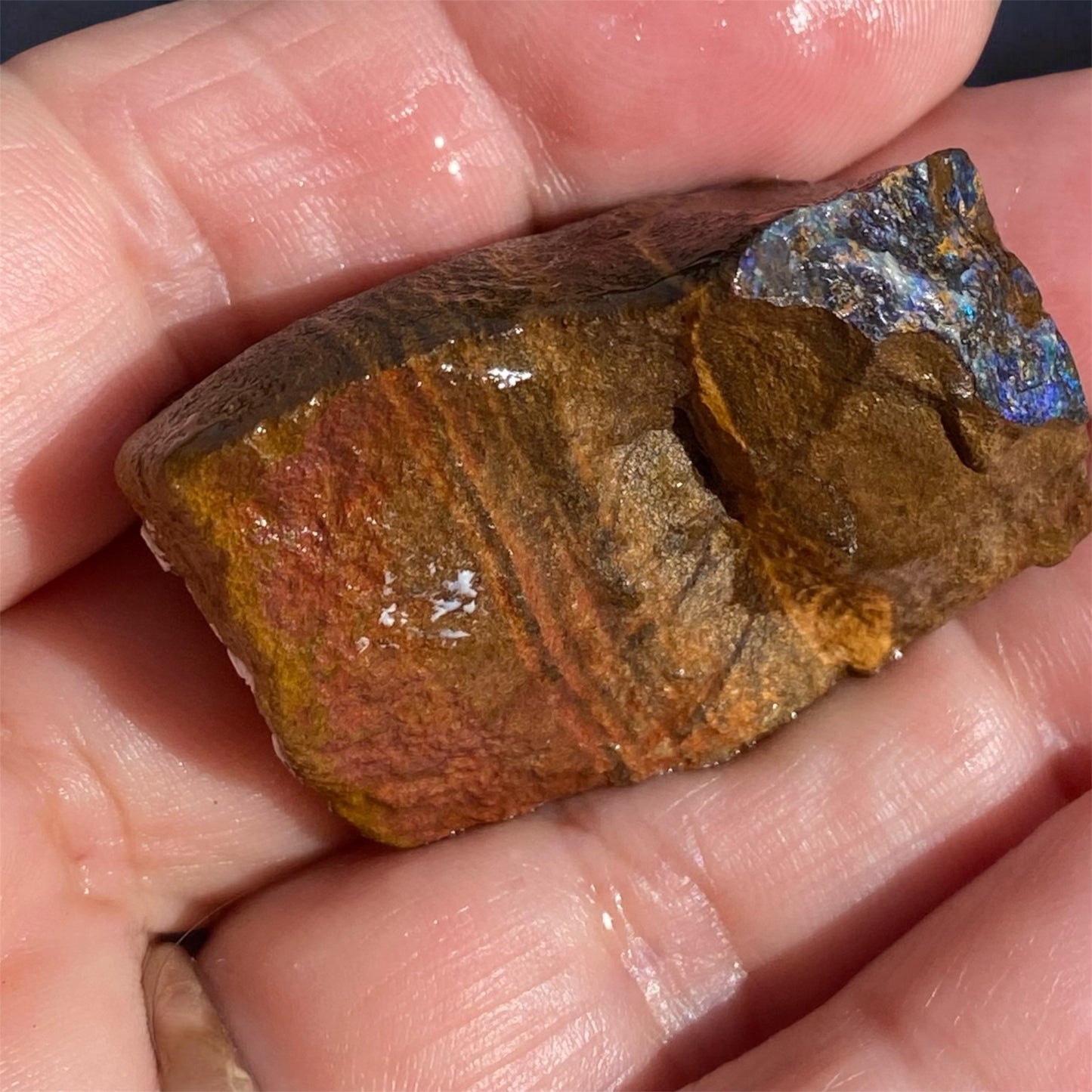 Natural Queensland Boulder Opal Rough 143ct Blue Crystal in Ironstone