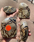 Natural Septarian Nodule Dragon Stone