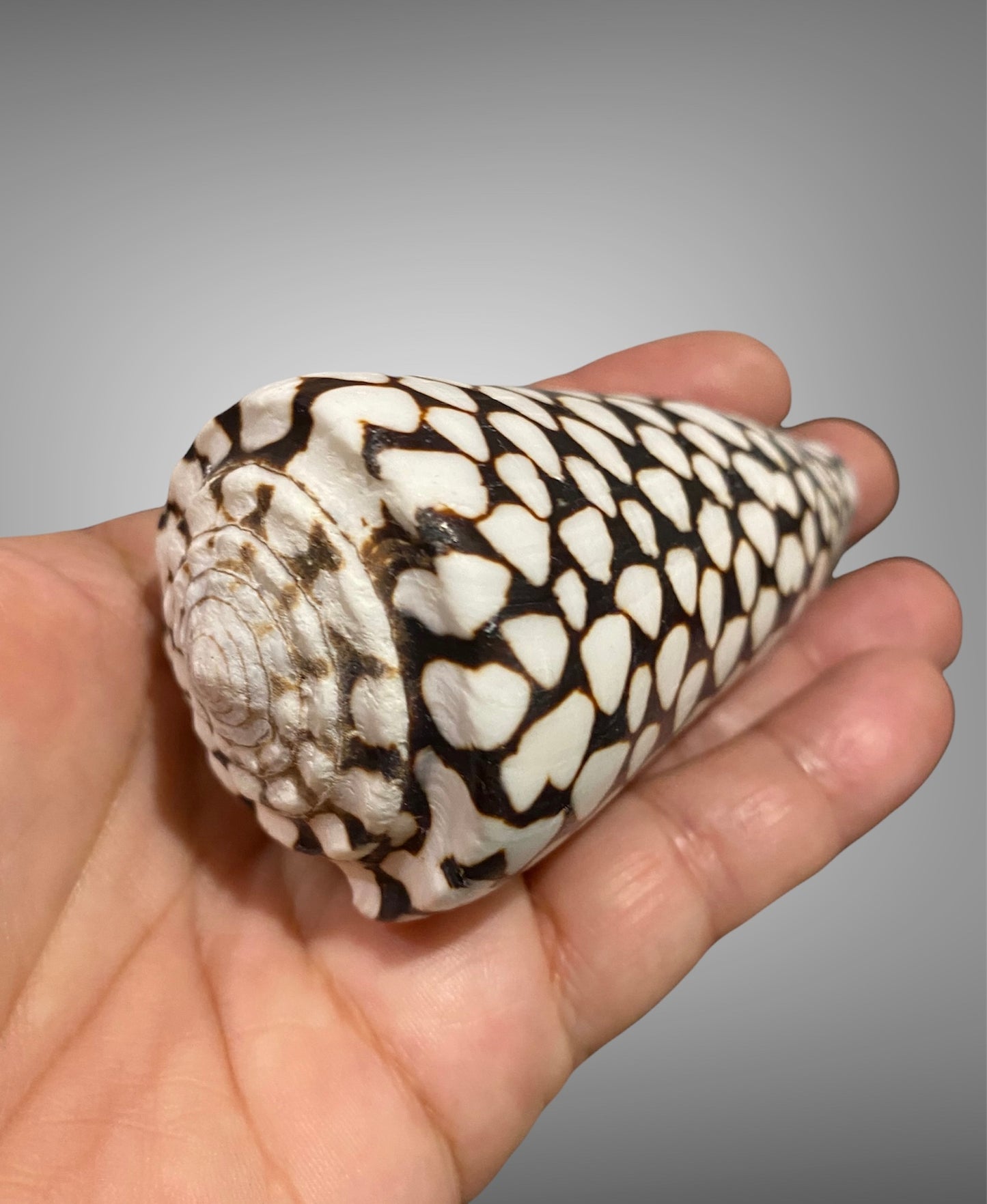 Ornament Conus leopardus & Conus marmoreus~ Cone Shell or Leopard Cone & Marble Cone