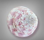 Trochus niloticus  - Pink  Natural Shell