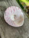 Trochus niloticus  - Pink  Natural Shell