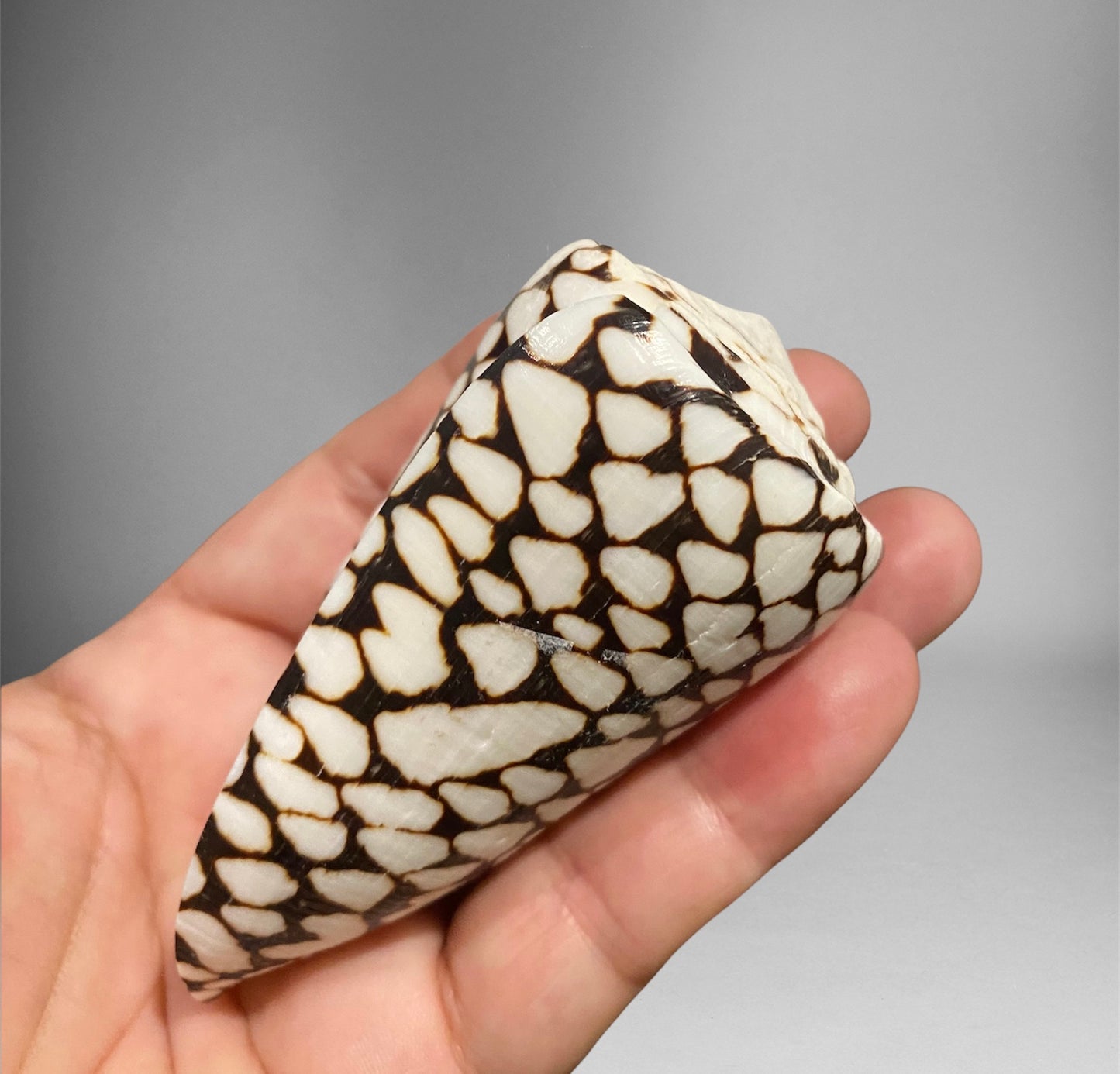 Ornament Conus leopardus & Conus marmoreus~ Cone Shell or Leopard Cone & Marble Cone