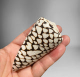 Ornament Conus leopardus & Conus marmoreus~ Cone Shell or Leopard Cone & Marble Cone