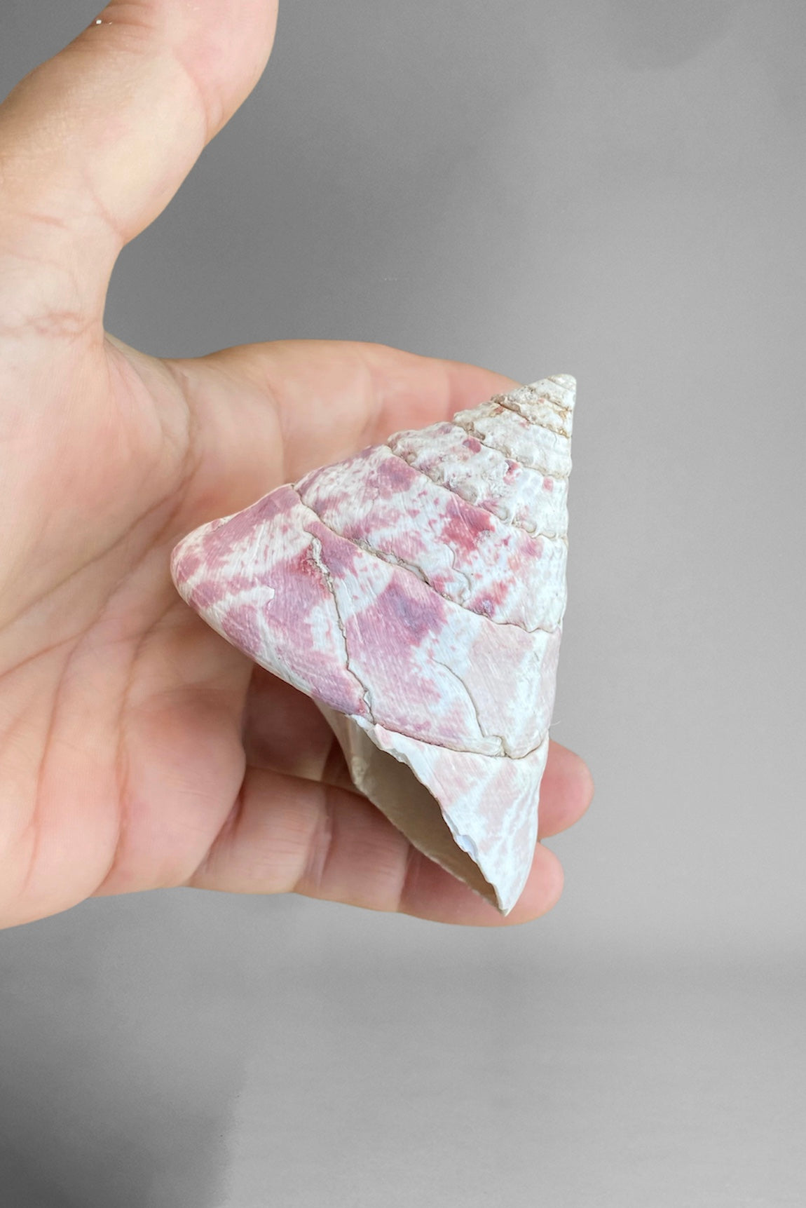Trochus niloticus  - Pink  Natural Shell