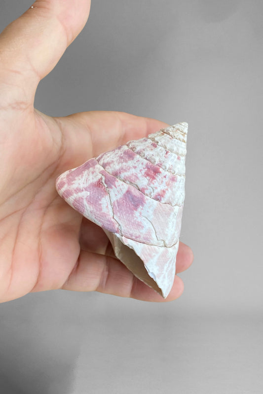 Trochus niloticus  - Pink  Natural Shell