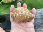 Cypraea Mappa -Cowrie Shell
