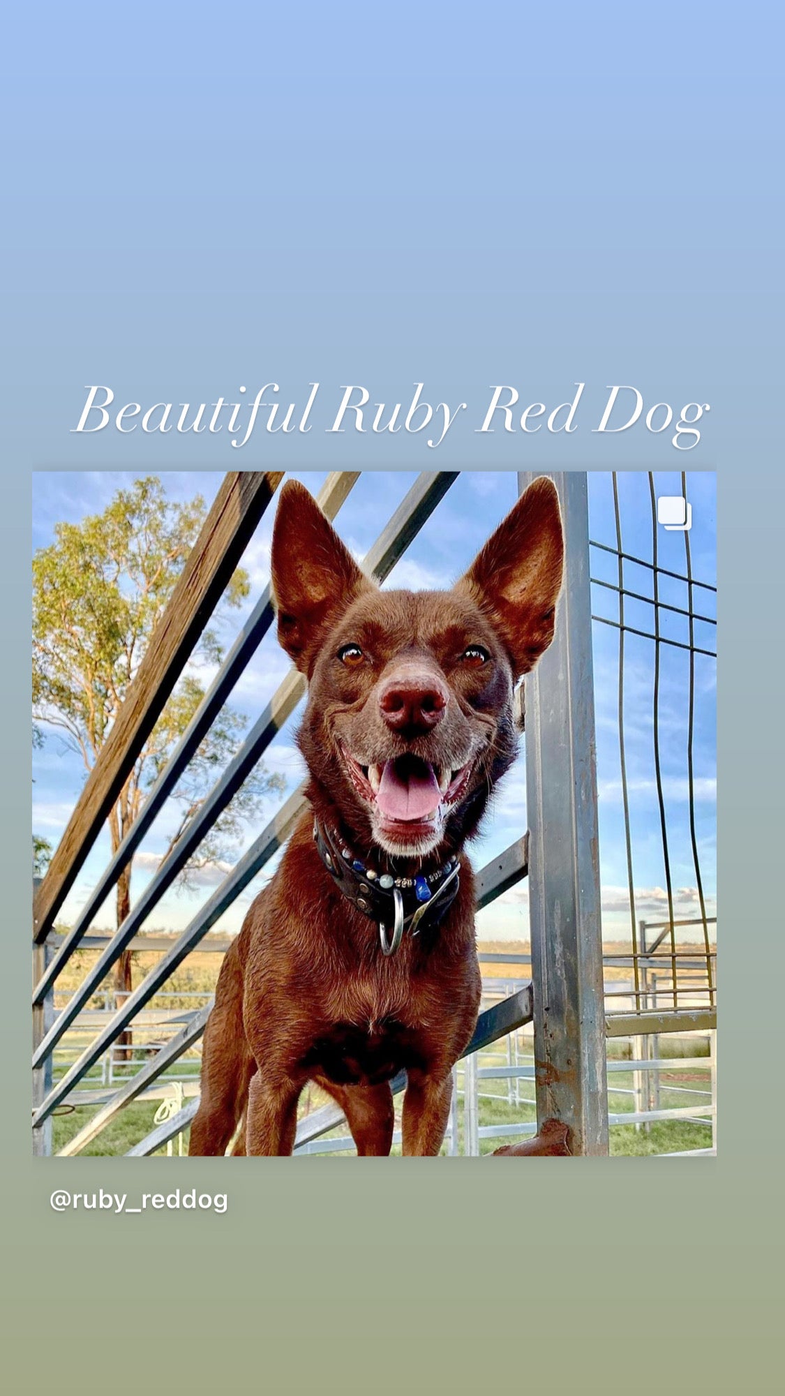 Ruby red dog bling collar sold