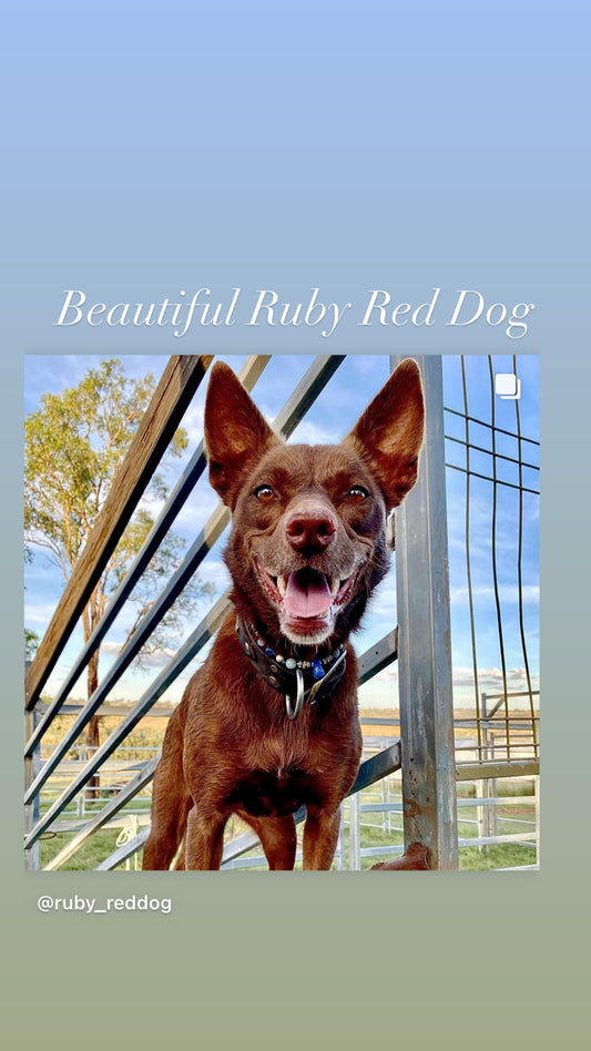 Ruby red dog bling collar