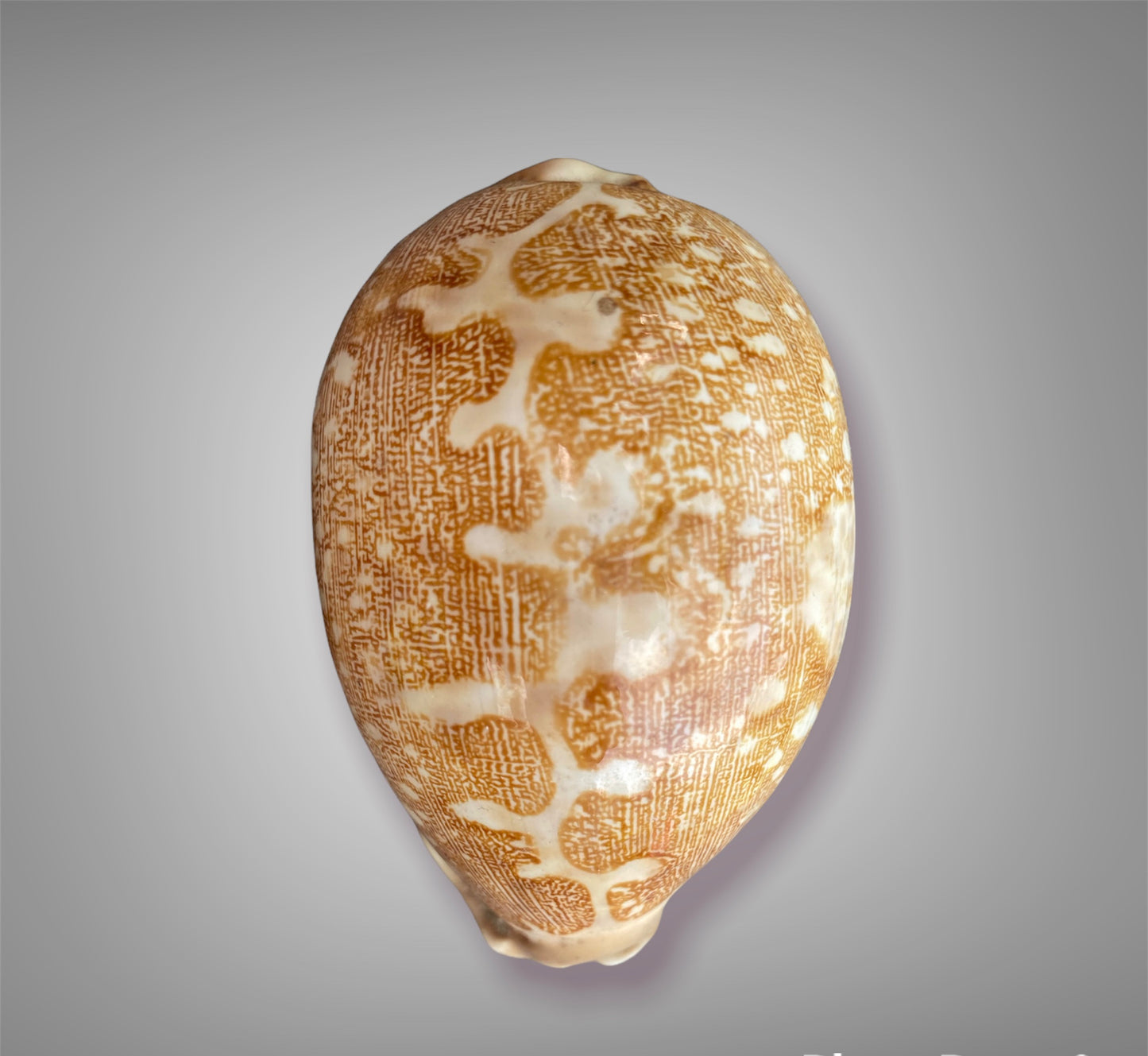Cypraea Mappa -Cowrie Shell