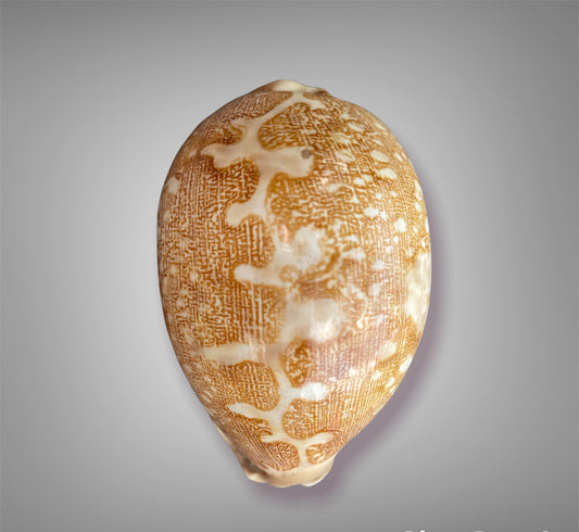 Cypraea Mappa -Cowrie Shell