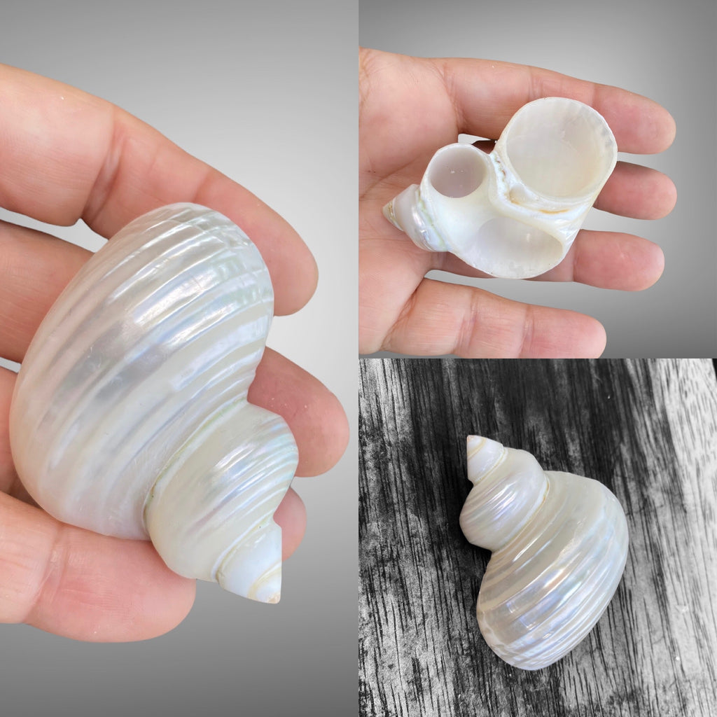 Pearl Turbo Shells – TFD Jewellery Crystals and Curio Pieces