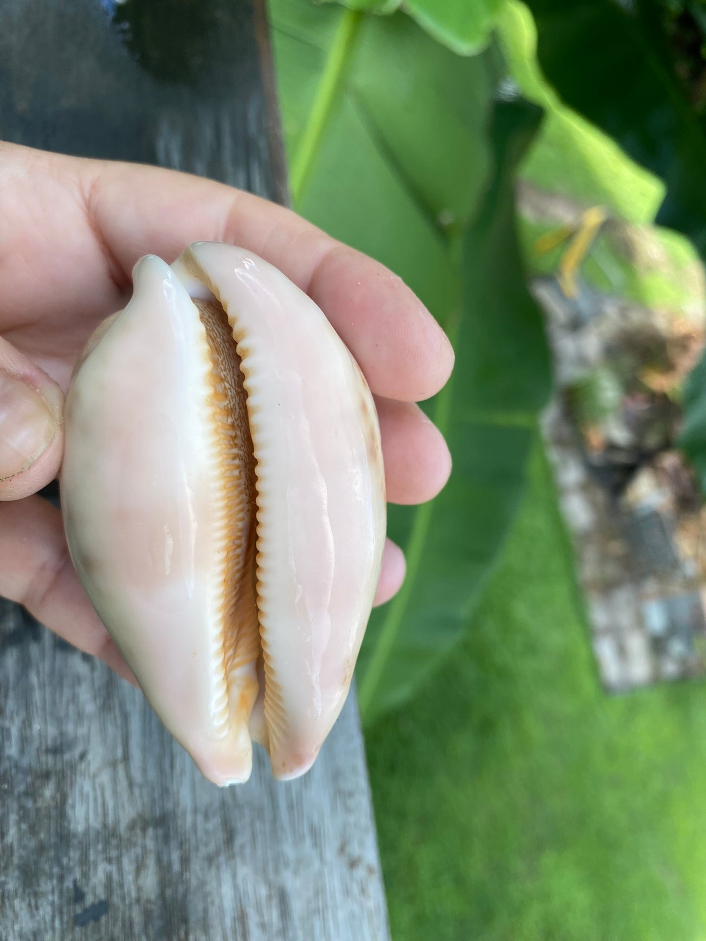 Cypraea Mappa -Cowrie Shell