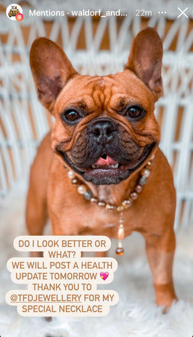 Custom Bling Dog Collar for Astoria