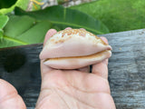 Cypraea Mappa -Cowrie Shell