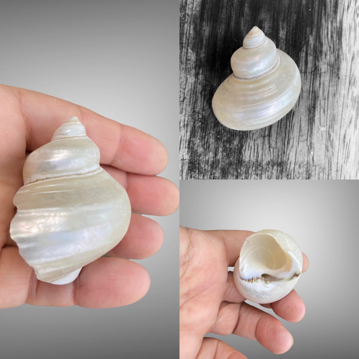Pearl Turbo Shells
