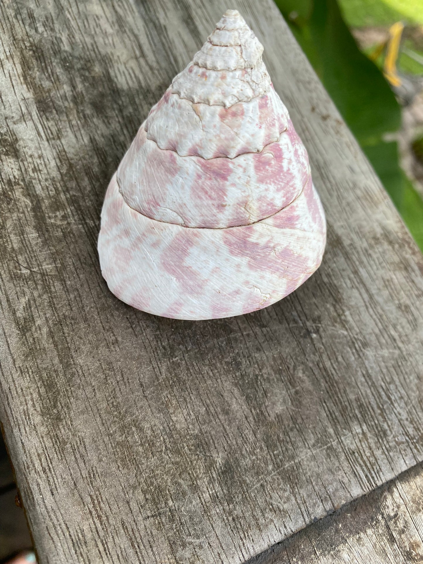 Trochus niloticus  - Pink  Natural Shell